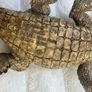 Schleich Alligator Crocodile Moveable Jaw D-73527 Used Please see photos Image 9