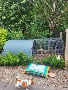 Chicken  coop