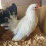 Hatching eggs Image 2