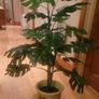 Artificial Monstera Plant in Strong Ceramic Plant Pot with Decorative Stones Image 5