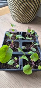 7 x Red Cabbage plugs