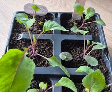 7 x Red Cabbage plugs