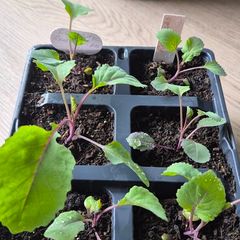 7 x Red Cabbage plugs
