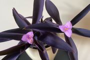 Houseplant Tradescantia Purple Heart/ Pallida