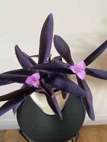 Houseplant Tradescantia Purple Heart/ Pallida