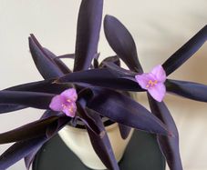 Houseplant Tradescantia Purple Heart/ Pallida