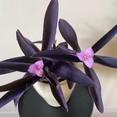 Houseplant Tradescantia Purple Heart/ Pallida