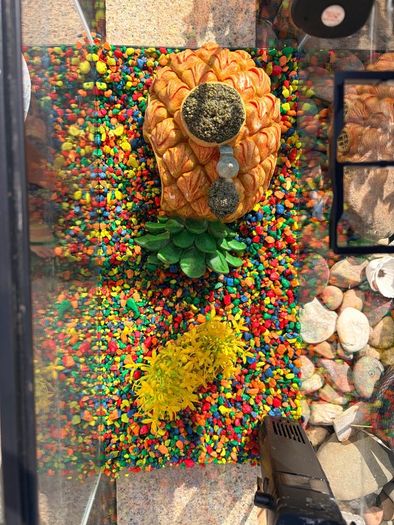 Fish Tank