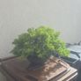 Juniper Bonsai Tree Image 2