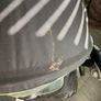 Joie Stroller Image 4