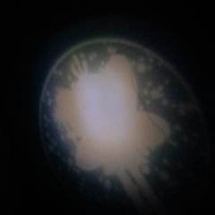 Night light projecting a fairy