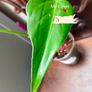 Monstera Burle Marx Flame rooting Image 6