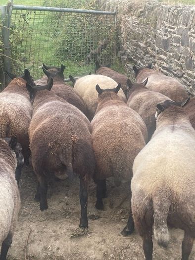 Blue Texel Rams