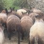 Blue Texel Rams Image 3