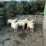 Hogget Ewes Image 4