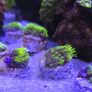 GSP Marine Coral Image 5