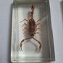 resin encased insects Image 3