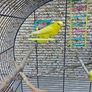 budgies Image 4