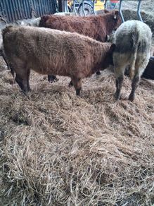 6 Heifer weanlings