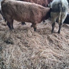 6 Heifer weanlings