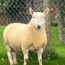 North country cheviot shearling rams Image 4