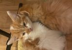 Kittens for adoption