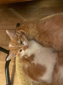 Kittens for adoption
