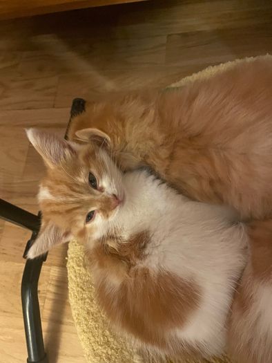 Kittens for adoption