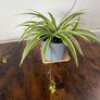 Large spider plant with runners house plant Image 2