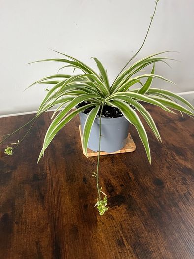 Large spider plant with runners house plant