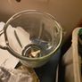 Gastroback blender Image 2