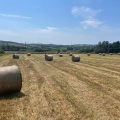 Round bales of Hay