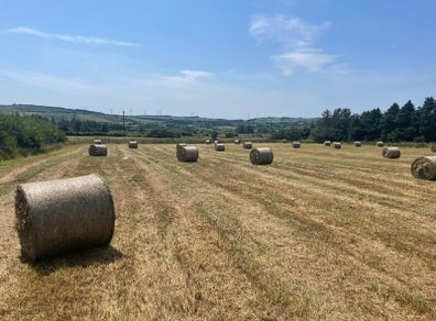 Round bales of Hay