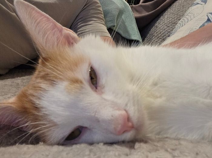 cat