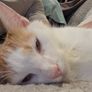cat Image 3
