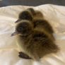 Ducklings Image 2