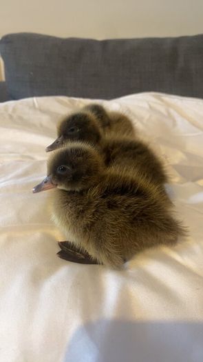 Ducklings