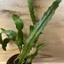 Cactus plant Image 6