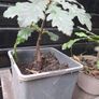 Native Irish oak trees Image 2