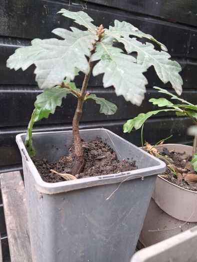 Native Irish oak trees