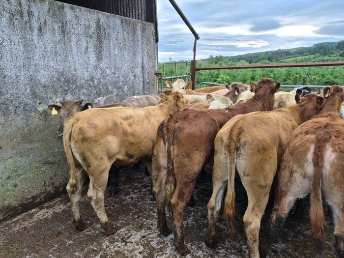 16  heifers