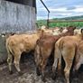 16  heifers Image 5