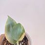 Philodendron Silver Sword lost Variegation Image 5
