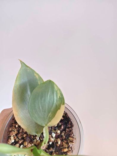 Philodendron Silver Sword lost Variegation