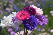 (C) Cornflower Bachelor's Button seeds 2g (414475)