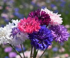 (C) Cornflower Bachelor's Button seeds 2g (414475)