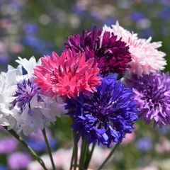(C) Cornflower Bachelor's Button seeds 2g (414475)