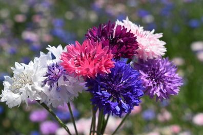 (C) Cornflower Bachelor's Button seeds 2g (414475)