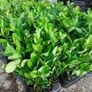 Laurel Hedging Image 7