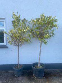Privet Texanum Shrubs x 2 - Price Drop !!!